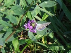 Polyommatus icarus