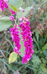 Persicaria orientalis
