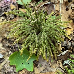 Dendrolycopodium dendroideum