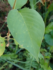 Persicaria orientalis