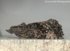 Gymnandrosoma punctidiscanum