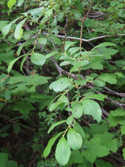 Salix scouleriana