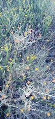 Pentzia incana