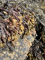 Fucus