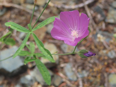 Sidalcea