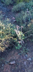 Cotyledon orbiculata orbiculata