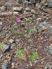 Sidalcea