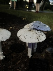 Amanita bisporigera