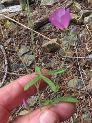 Sidalcea