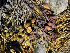 Fucus