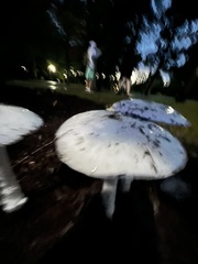 Amanita bisporigera