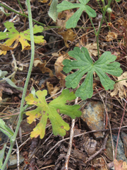 Sidalcea