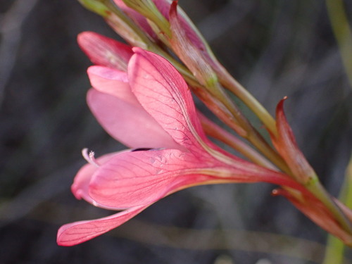 Image of Tritonia bakeri by (c) Ren Hoekstra, some rights reserved (CC BY)