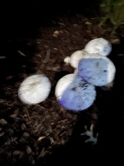 Amanita bisporigera