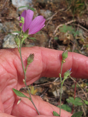 Sidalcea