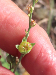 Sidalcea