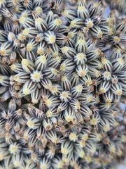 Portenschlagiella ramosissima