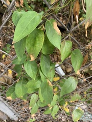 Vincetoxicum nigrum