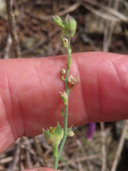 Sidalcea