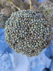 Portenschlagiella ramosissima