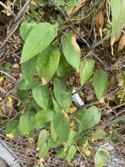 Vincetoxicum nigrum
