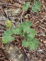 Sidalcea