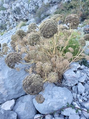 Portenschlagiella ramosissima