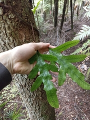 Microsorum pustulatum pustulatum