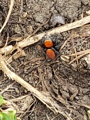 Phidippus cardinalis