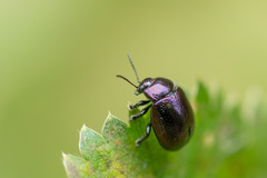 Chrysolina geminata