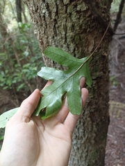 Microsorum pustulatum pustulatum