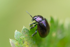 Chrysolina geminata