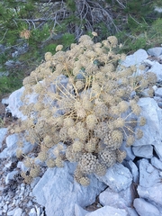 Portenschlagiella ramosissima