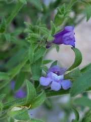 Chaenorhinum litorale
