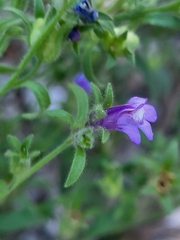 Chaenorhinum litorale