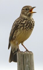 Galerida magnirostris sedentaria