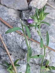 Chaenorhinum litorale