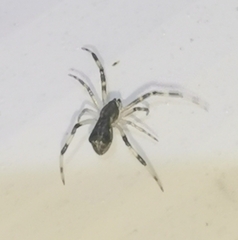 Episinus angulatus
