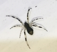 Episinus angulatus