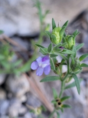 Chaenorhinum litorale