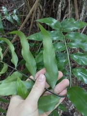 Asplenium oblongifolium