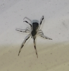 Episinus angulatus