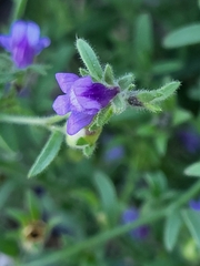 Chaenorhinum litorale