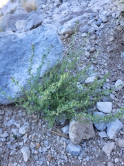 Chaenorhinum litorale