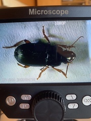 Harpalus