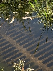 Mayaheros urophthalmus