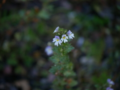Euphrasia