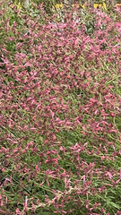 Russelia equisetiformis