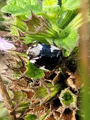 Tritomegas sexmaculatus