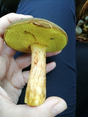 Xerocomus ferrugineus
